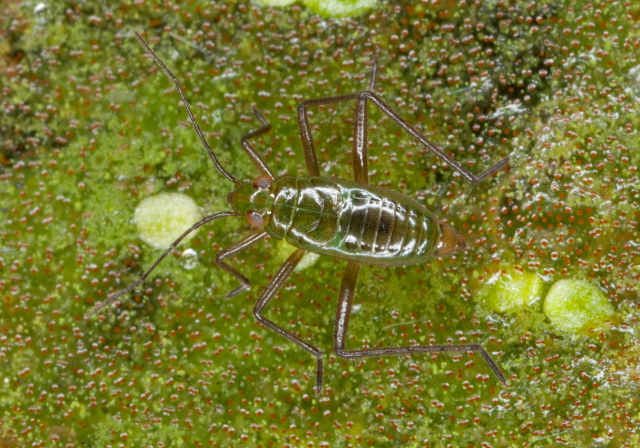 Mesovelia sp. Mesoveliidae