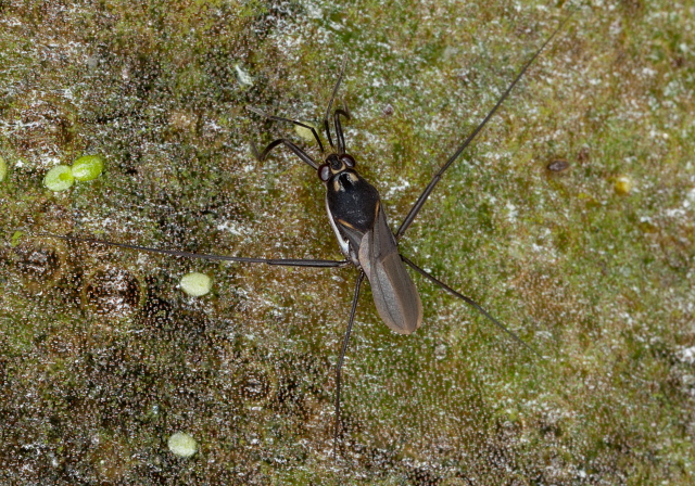 Trepobates subnitidus Gerridae