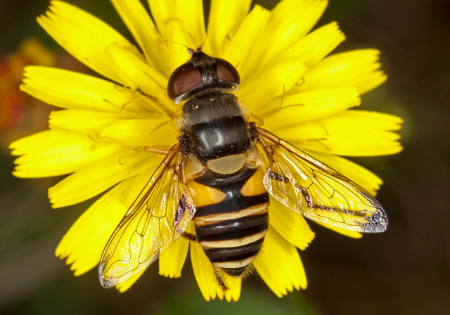 Eristalis transversa Syrphidae