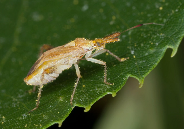 Neurocolpus sp. Miridae