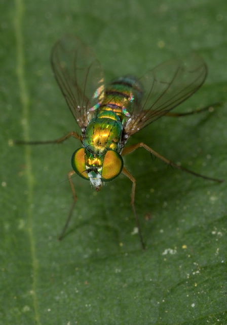 Condylostylus caudatus group Dolichopodidae