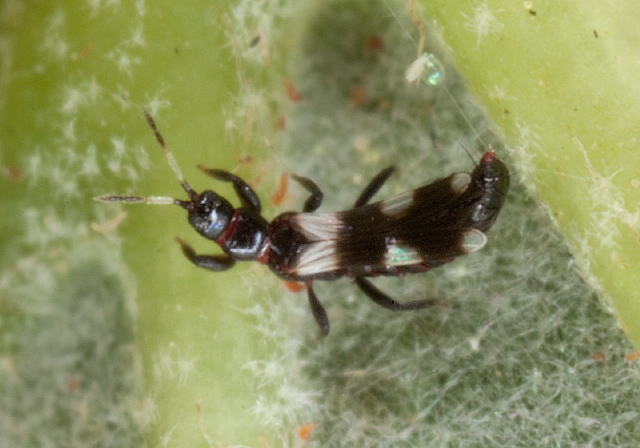 Aeolothrips sp. Aeolothripidae