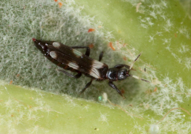 Aeolothrips sp. Aeolothripidae