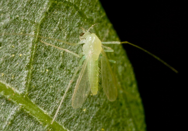   Chironomidae