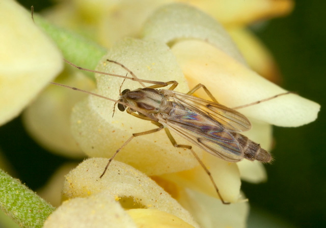 Glyptotendipes sp. Chironomidae