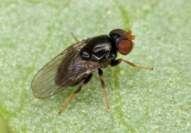   Chloropidae