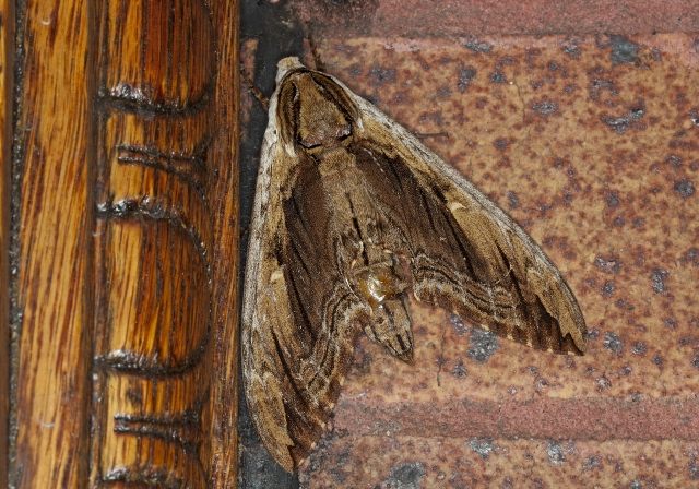 Ceratomia amyntor Sphingidae