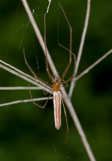 Tetragnatha straminea? Tetragnathidae