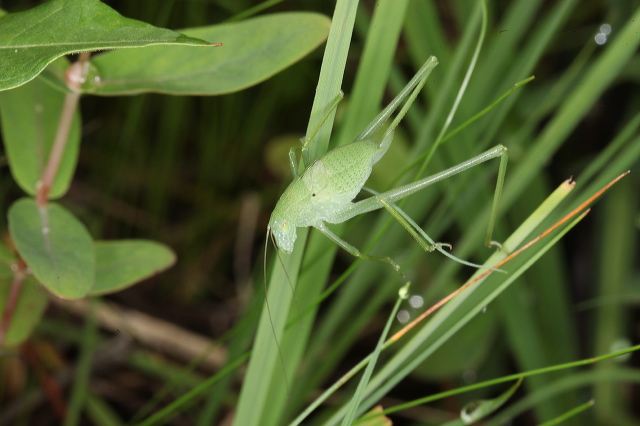 Amblycorypha sp.? Tettigoniidae