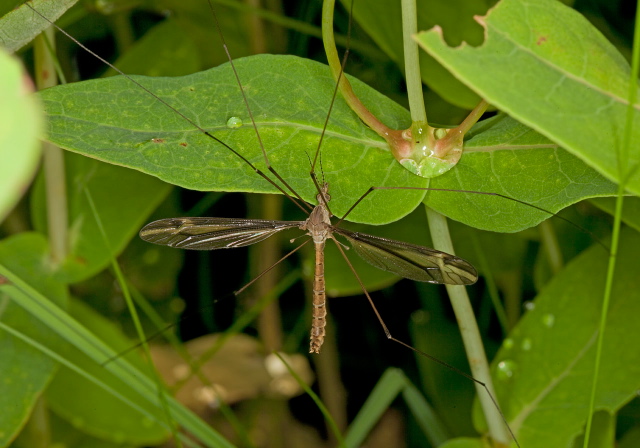 Tipula (Yamatotipula) furca Tipulidae