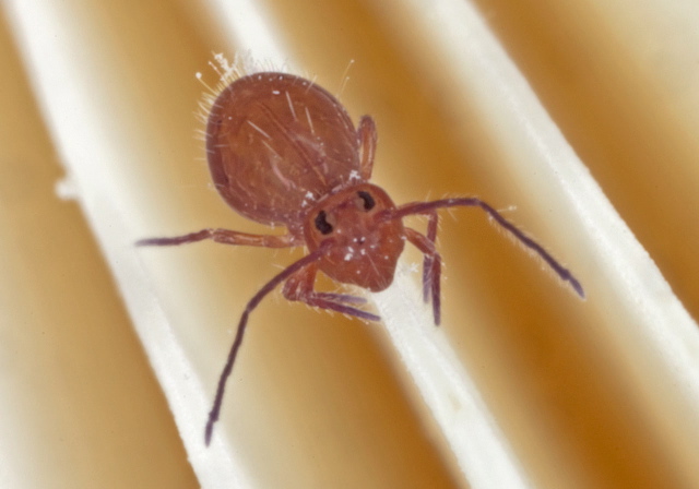 Ptenothrix unicolor Dicyrtomidae