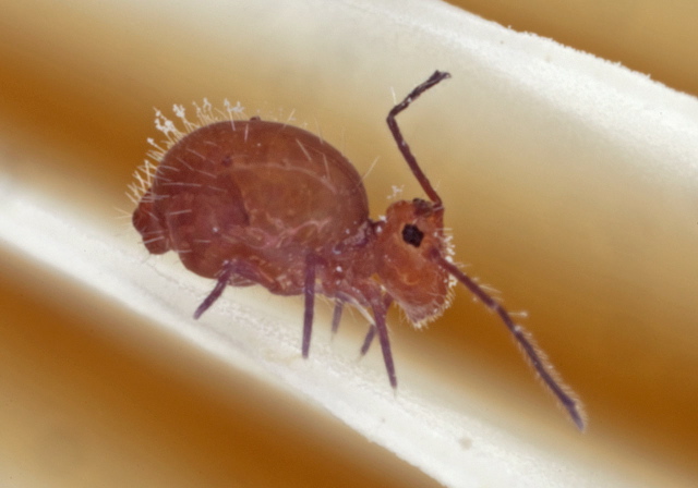 Ptenothrix unicolor Dicyrtomidae