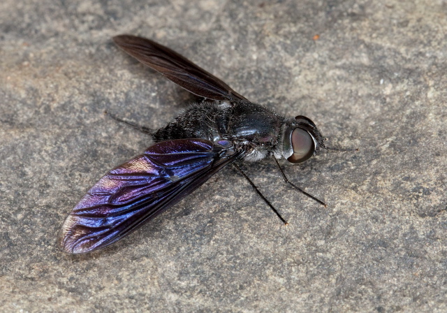 Anthrax aterrimus Bombyliidae