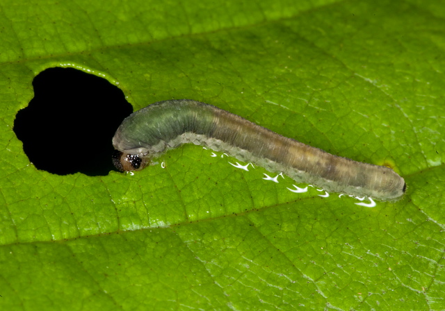 Ametastegia sp.? Tenthredinidae