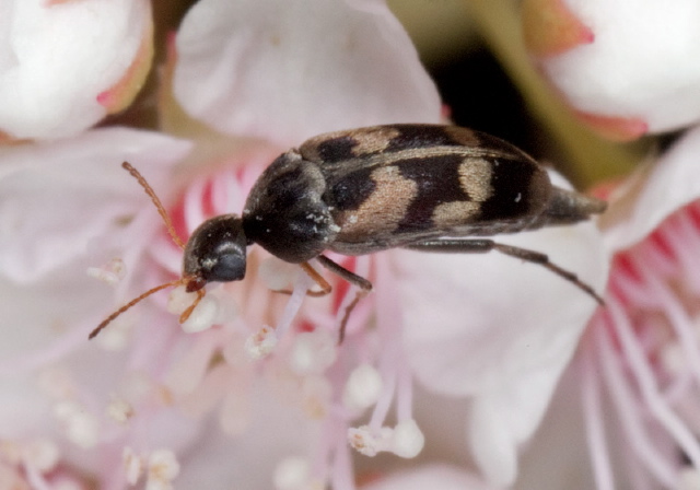 Falsomordellistena pubescens Mordellidae