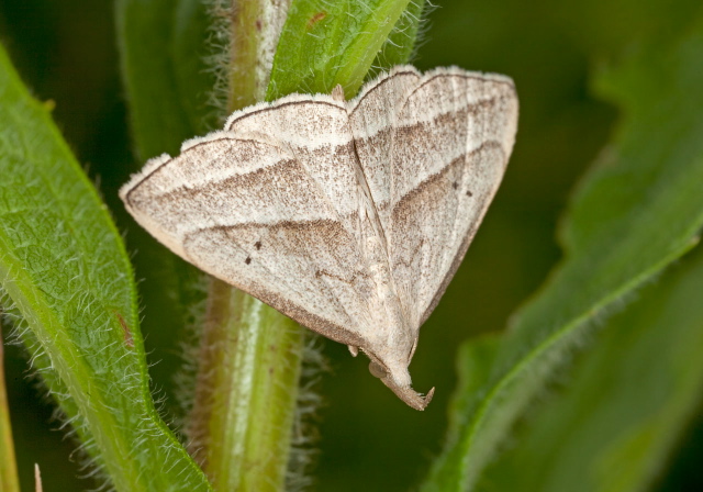 Macrochilo absorptalis Erebidae