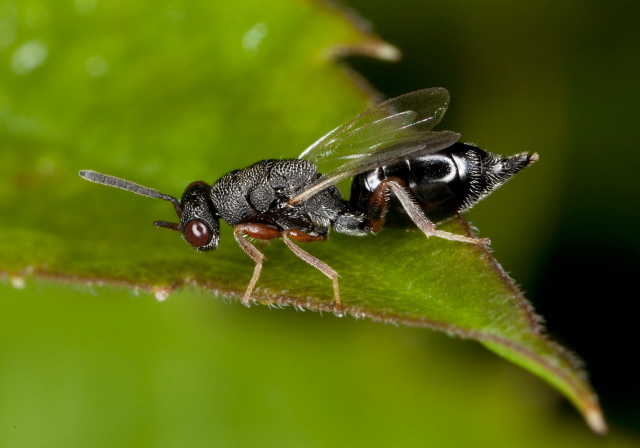   Eurytomidae