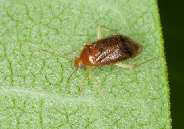 Neolygus sp. Miridae