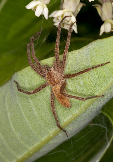 Pisaurina mira Pisauridae