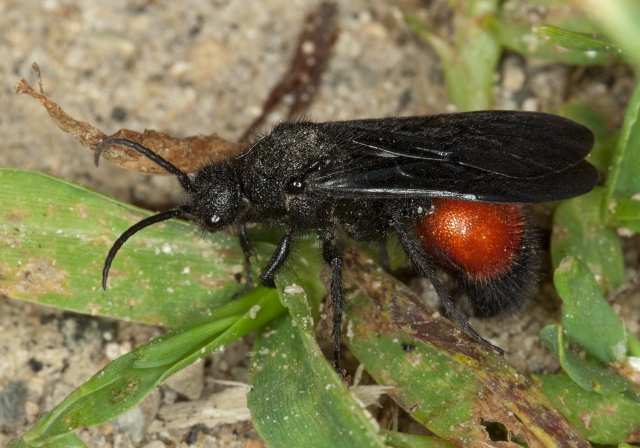 Dasymutilla nigripes Mutillidae