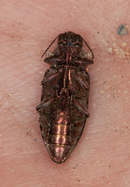 Buprestis (Cypriacis) striata? Buprestidae