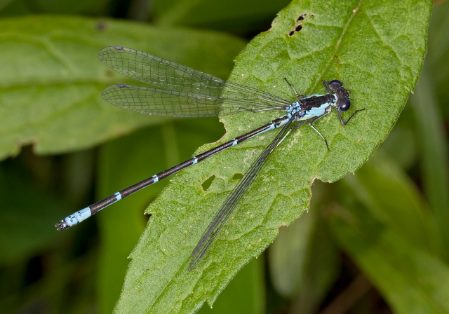 Chromagrion conditum Coenagrionidae