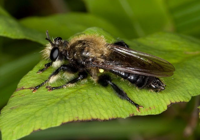 Laphria virginica? Asilidae