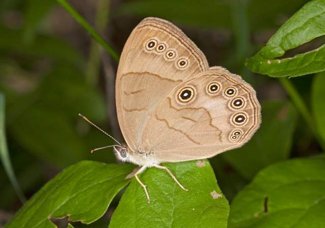 Satyrodes appalachia Nymphalidae