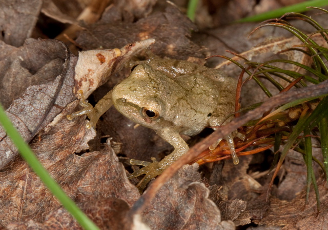 Hyla versicolor? Hylinae