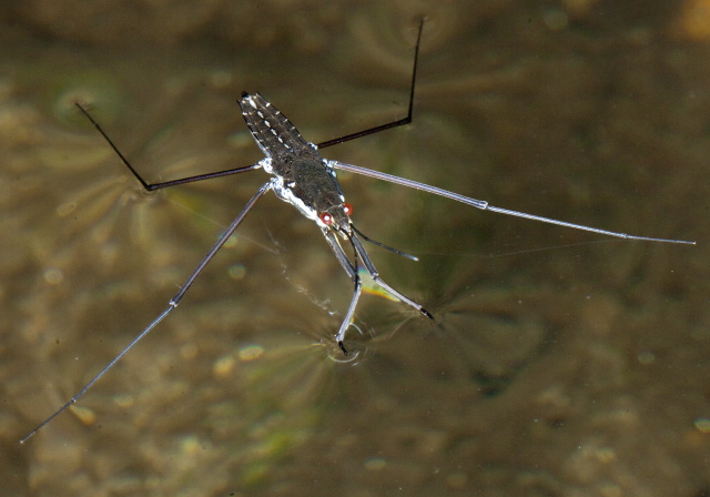 Aquarius remigis? Gerridae