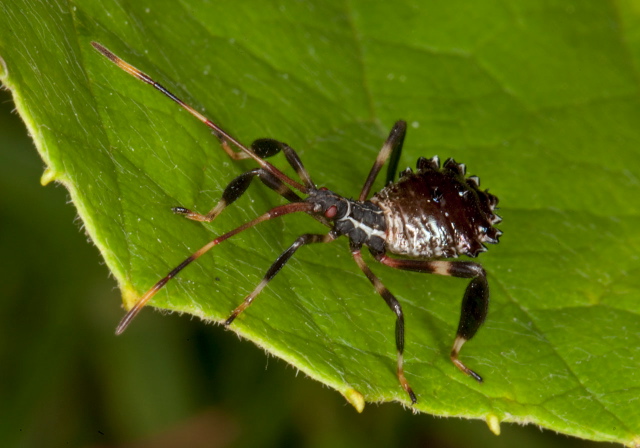 Acanthocephala terminalis Coreidae