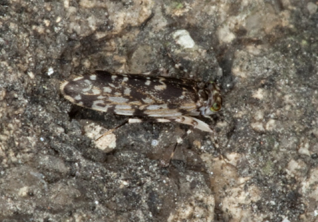 Stimulopalpus japonicus Amphientomidae