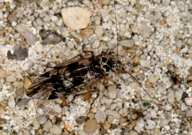 Metylophorus novaescotiae Psocidae