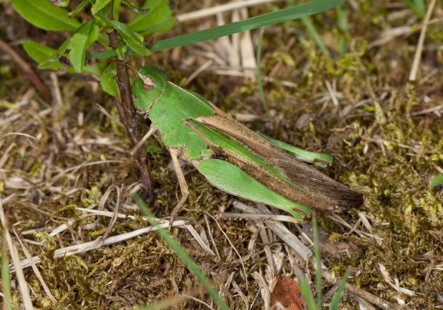 Chortophaga viridifasciata Acrididae