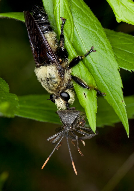 Laphria champlainii Asilidae