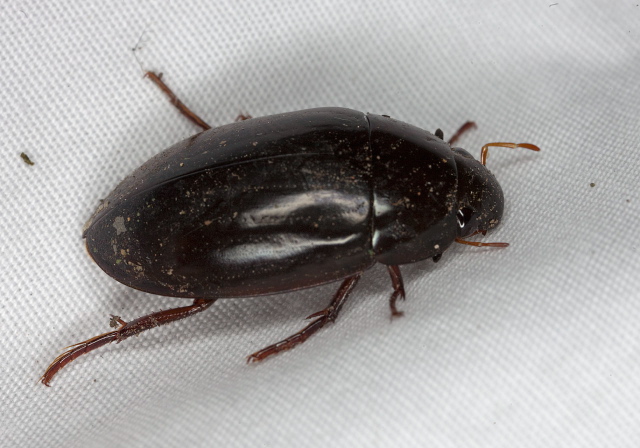 Hydrophilus sp. Hydrophilidae