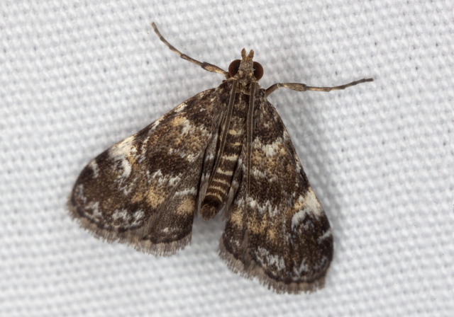 Elophila obliteralis Crambidae