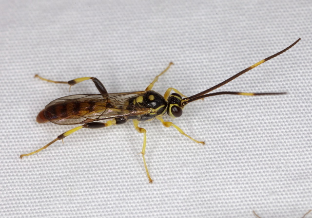 Cratichneumon paratus Ichneumonidae