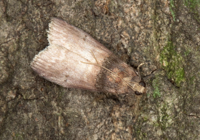 Acrobasis aurorella Pyralidae