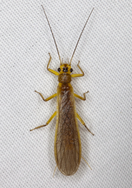 Perlesta sp. Perlidae