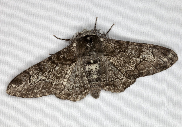 Biston betularia Geometridae