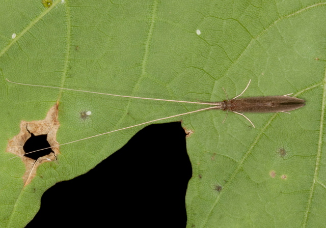   Leptoceridae