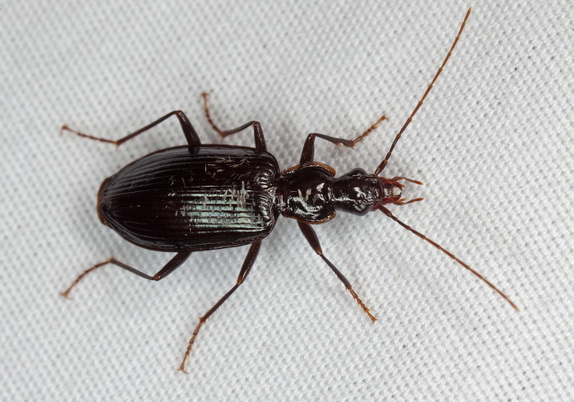 Platynus cincticollis Carabidae