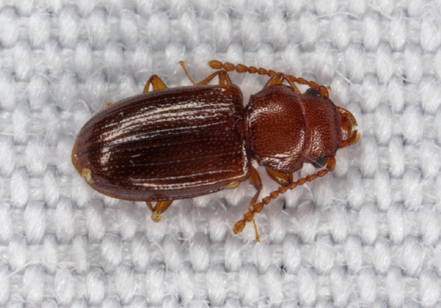 Charaphloeus sp. Laemophloeidae