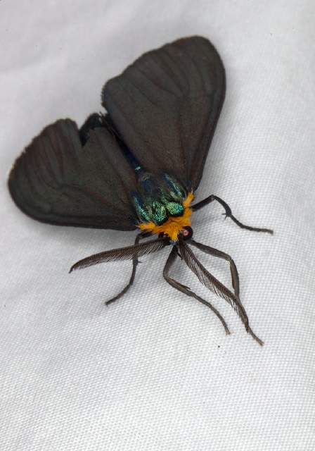 Ctenucha virginica Erebidae