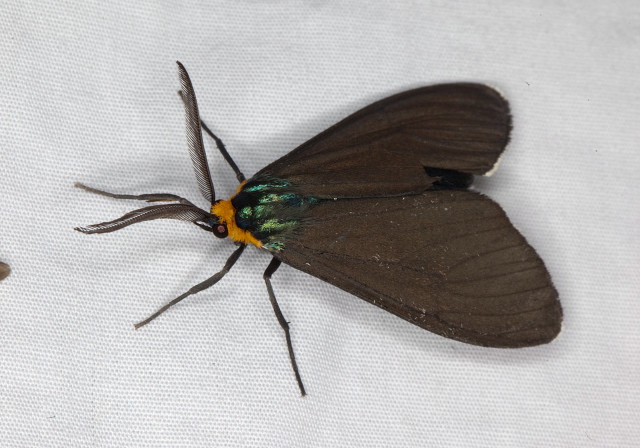 Ctenucha virginica Erebidae