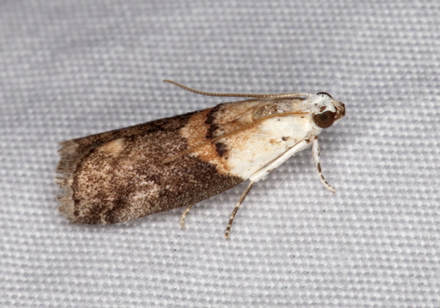 Acrobasis palliolella Pyralidae