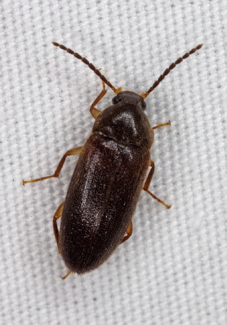 Hymenorus sp. Tenebrionidae