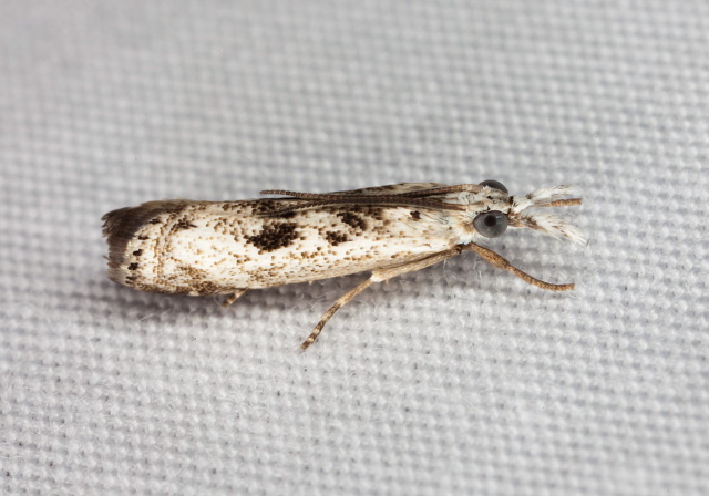 Microcrambus minor Crambidae