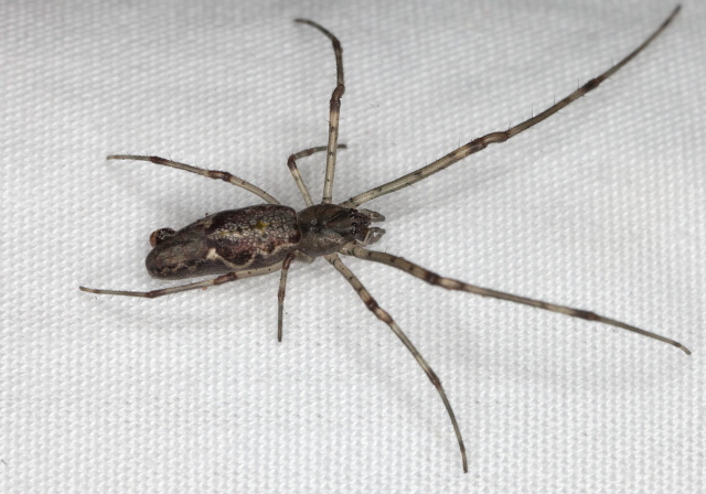 Tetragnatha versicolor? Tetragnathidae